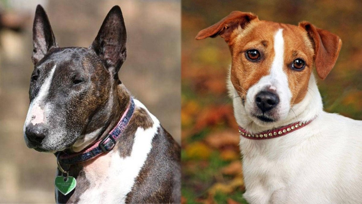 Смесь бультерьера и Джек Рассела