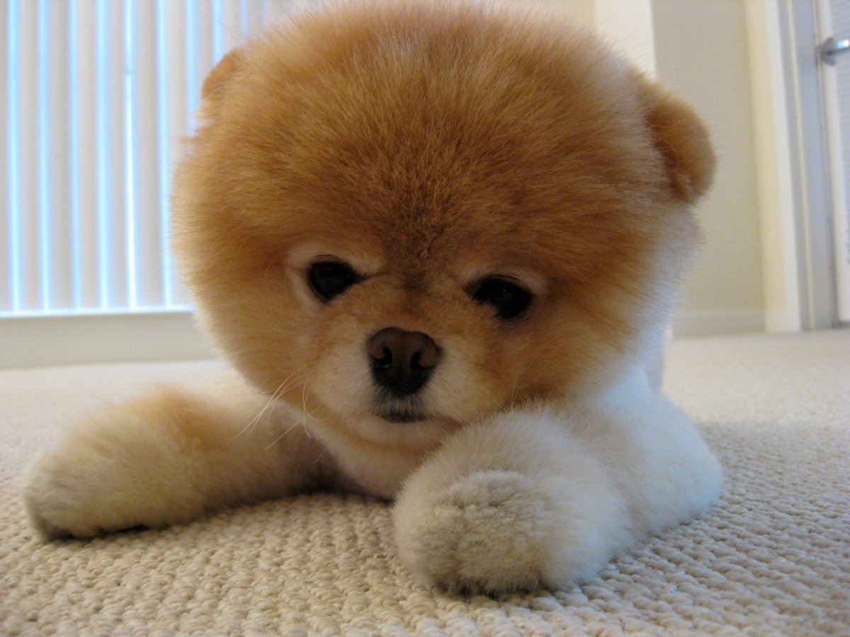 Финский шпиц и эскимосский