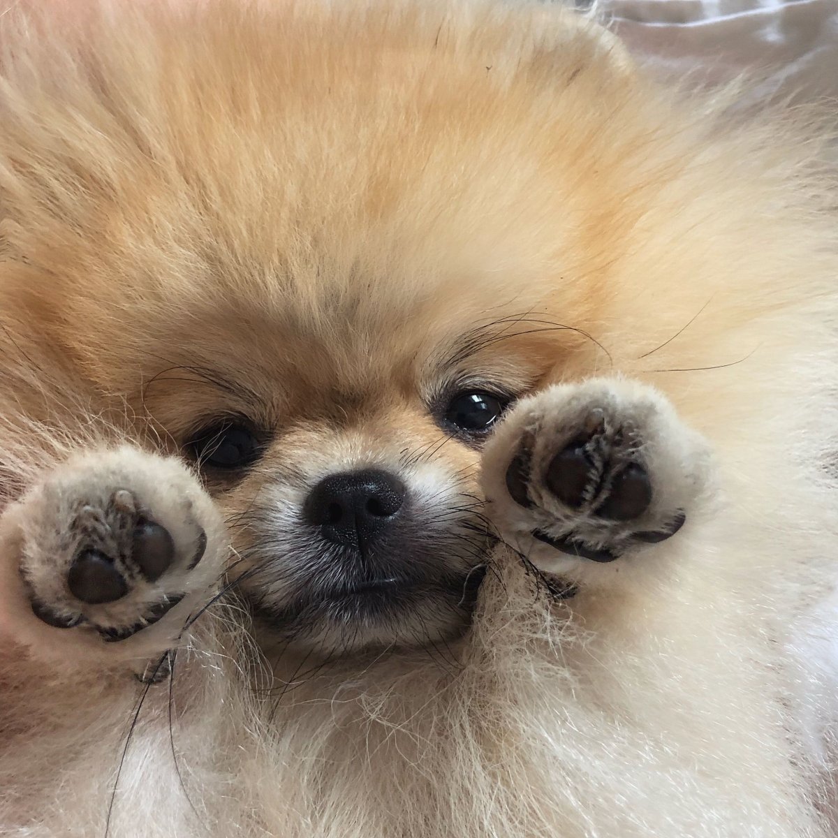 Самоедская лайка