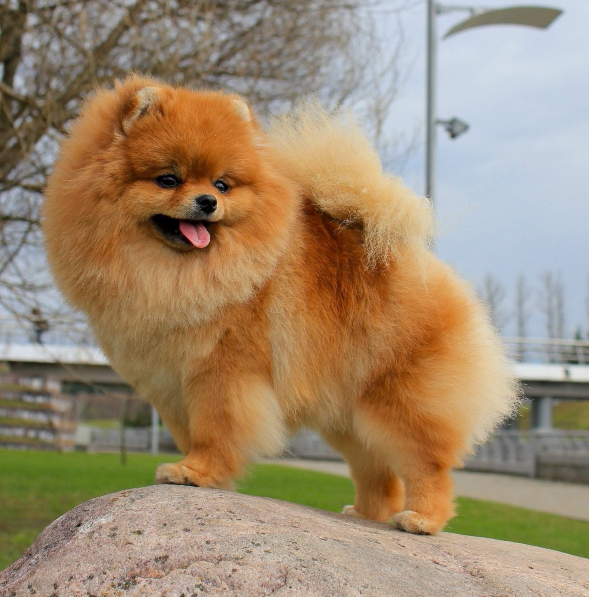 Померанский шпиц Пуппи