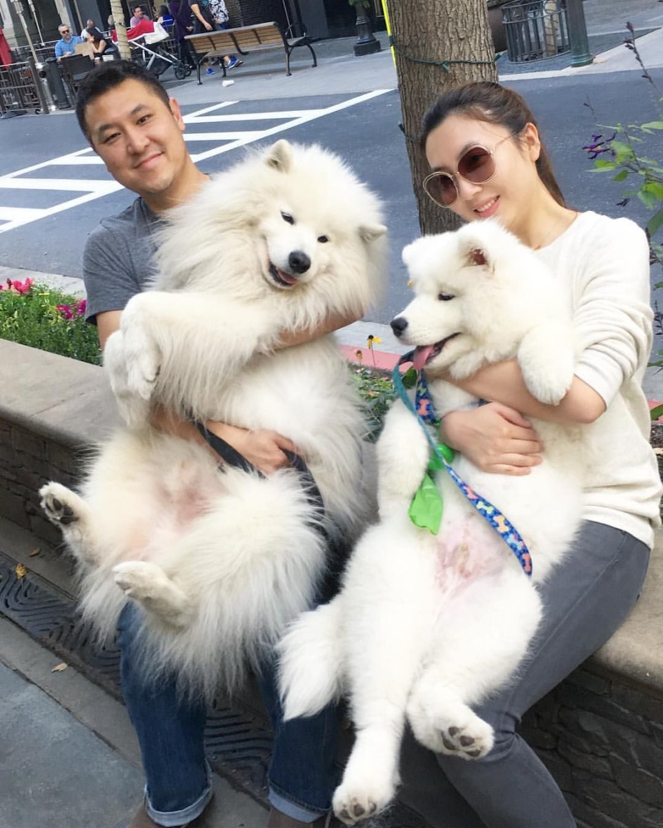 Итальянский шпиц рыжий