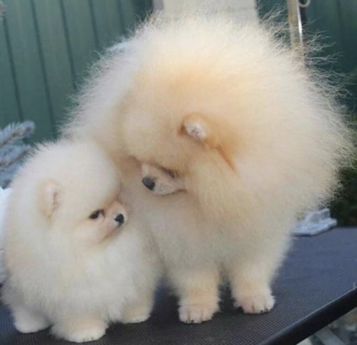 Милота собаки