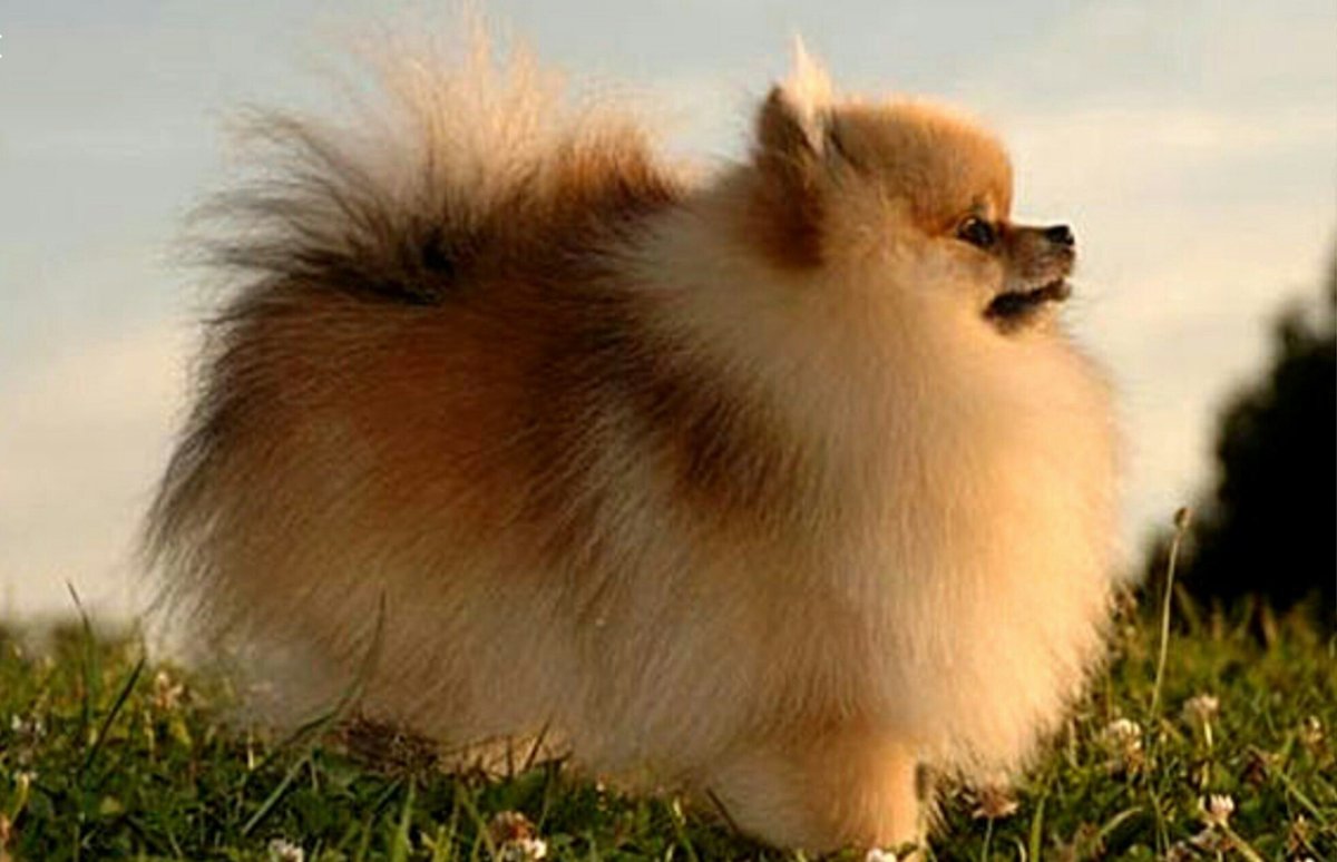 Пекинский шпиц