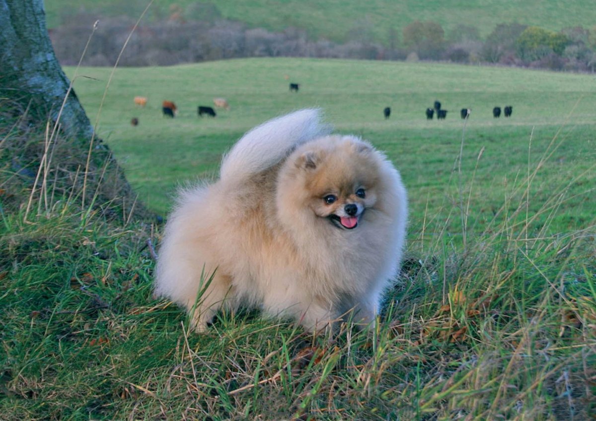 Щенки шпица Новорожденные