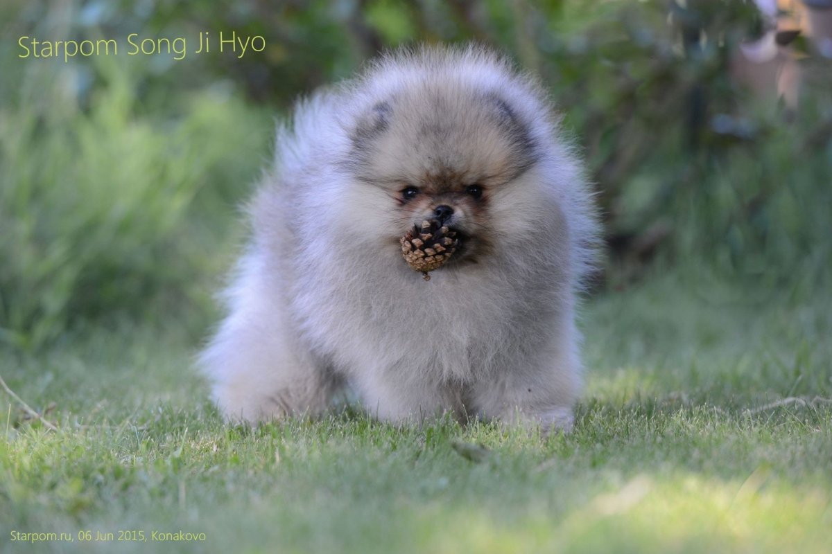 Стрижка ушей у шпица