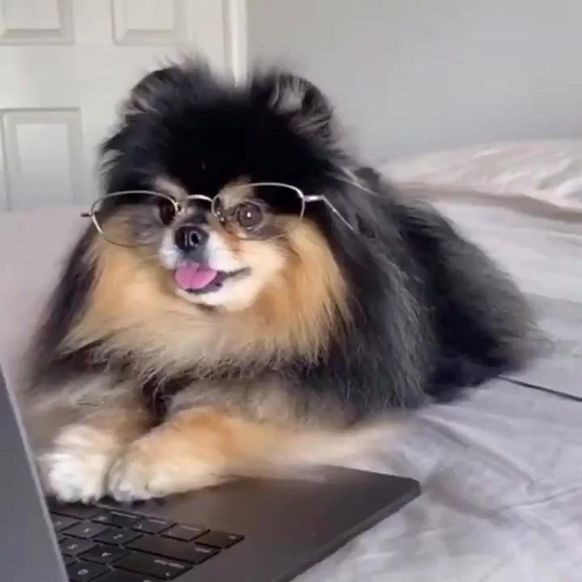 Померанский шпиц серенький