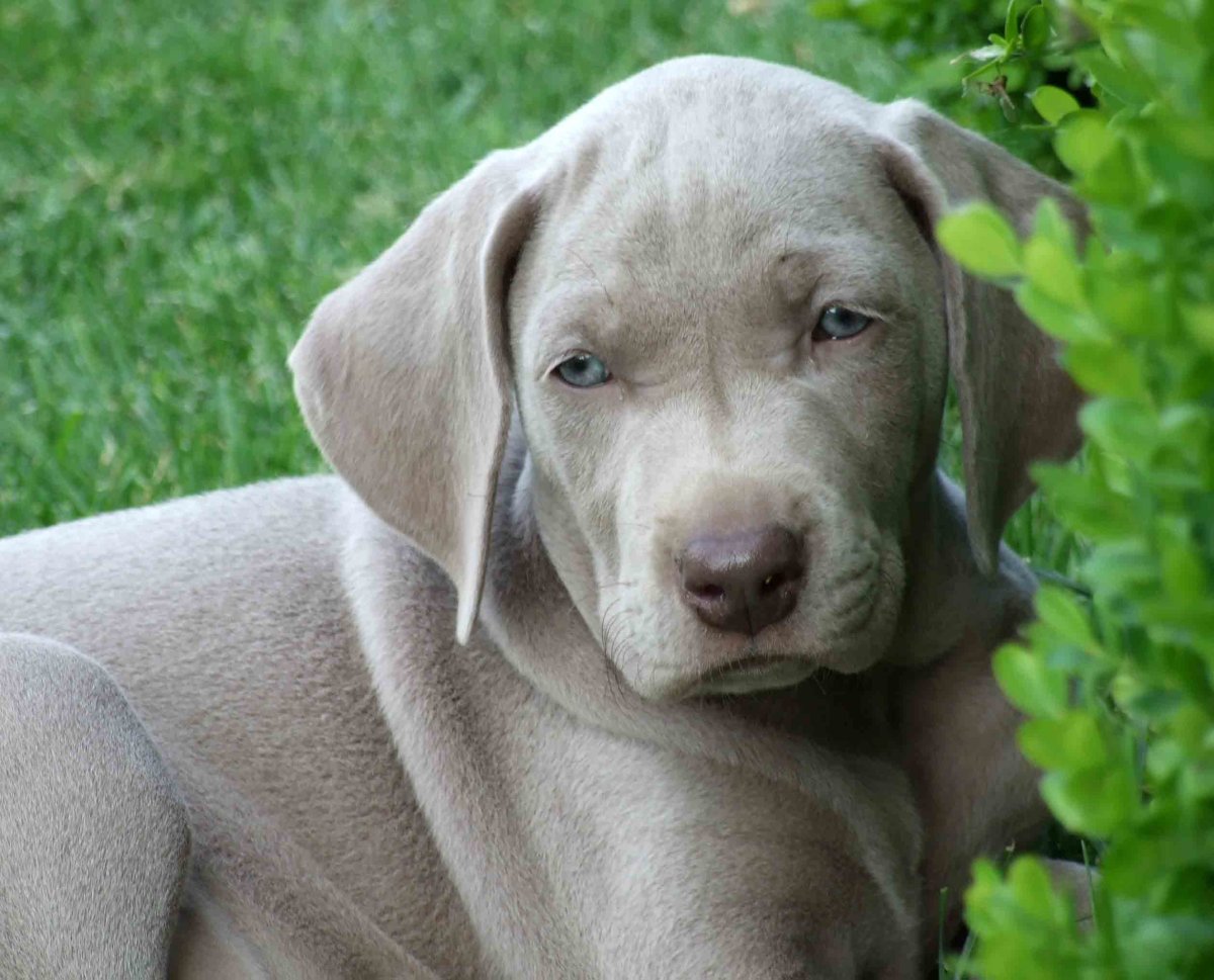 Габи Веймаранер