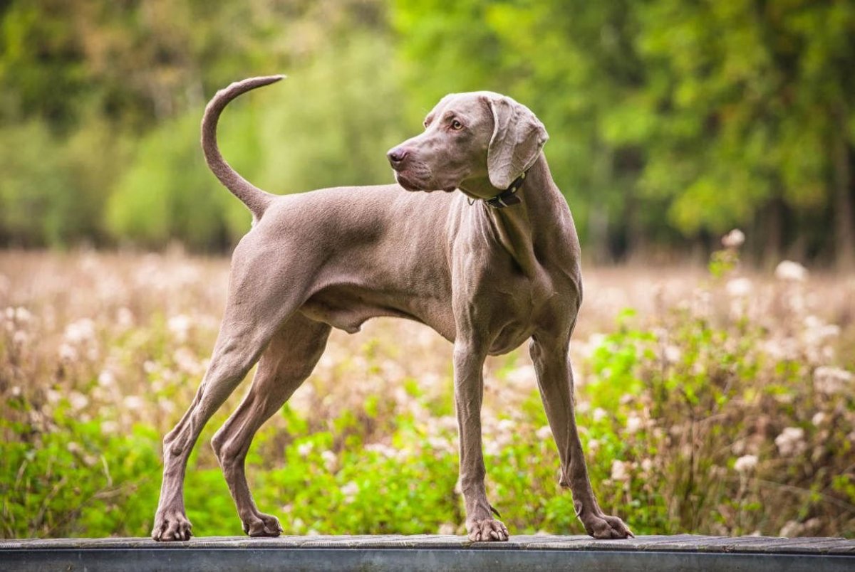 Гончая Веймаранер голубая