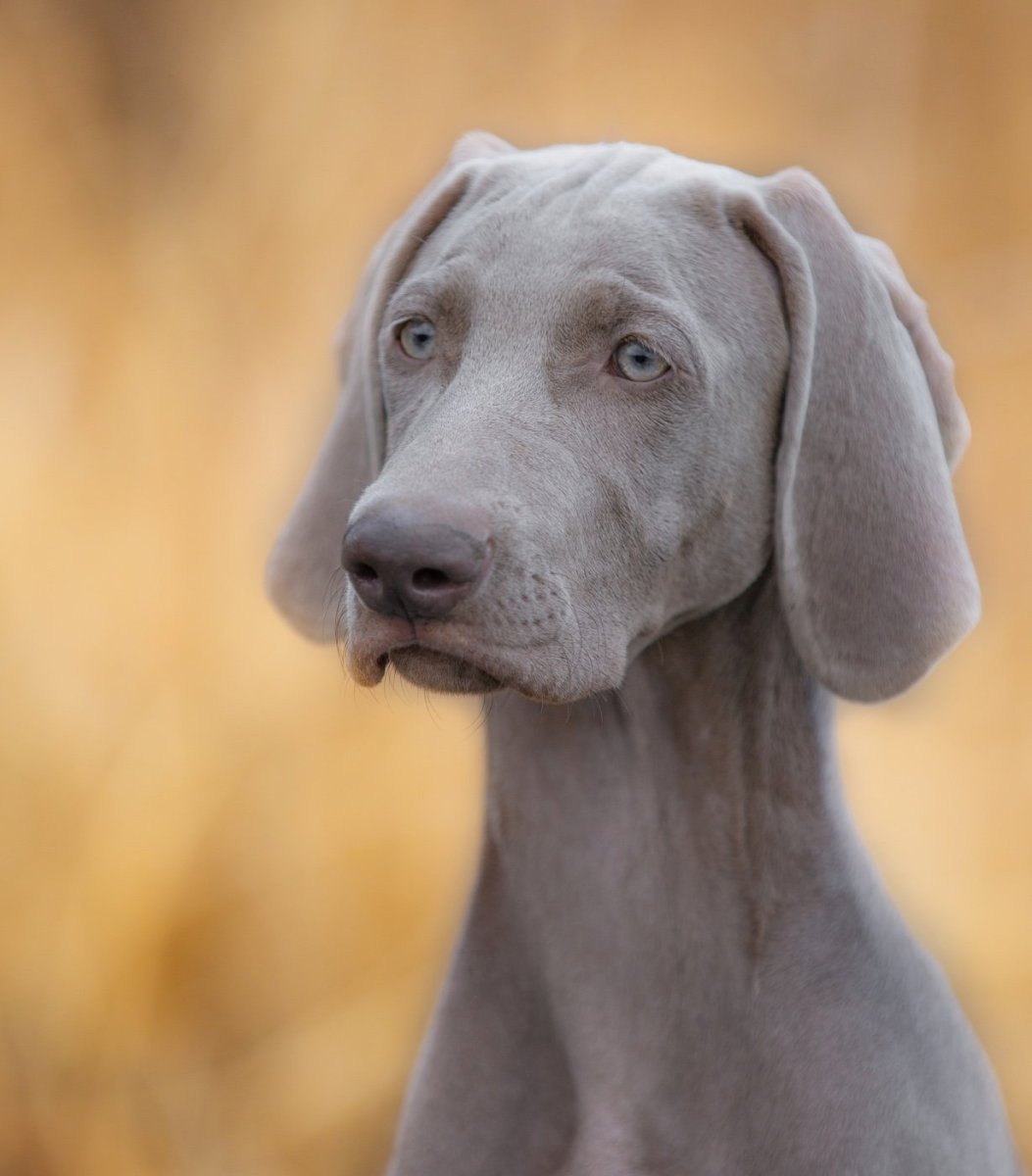 Веймаранер бежит