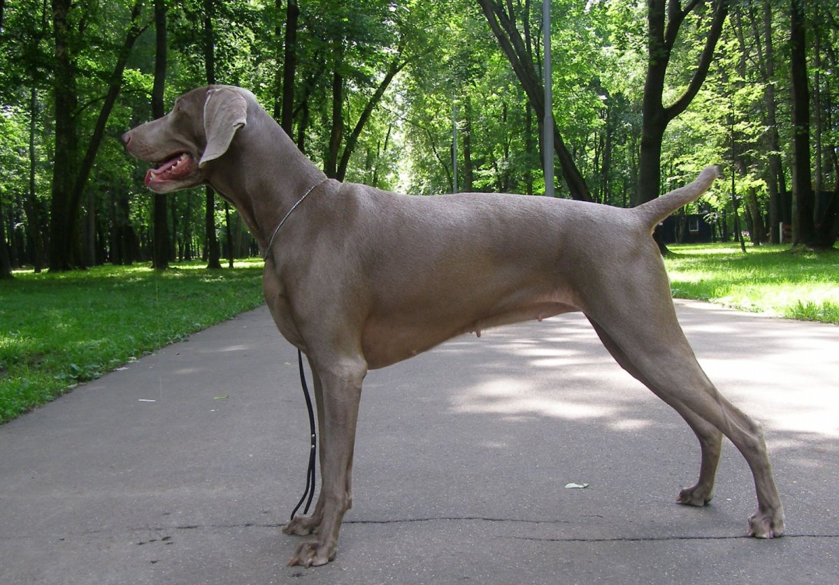 Веймаранер в стойке