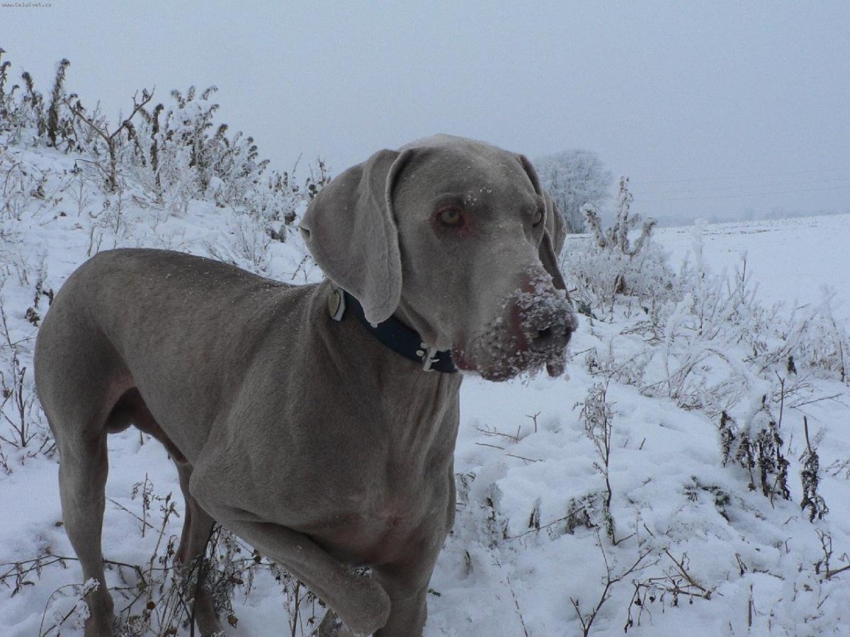 Порода собак Вайнерман