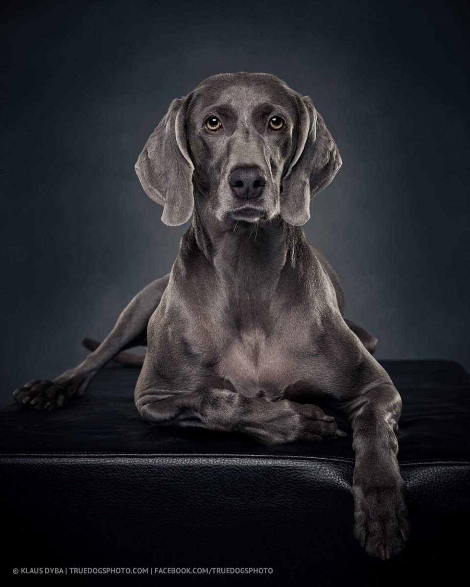 Легавая собака Веймаранер