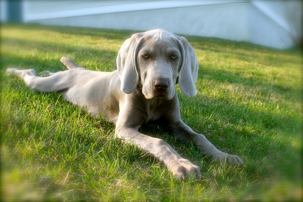 Гончая Веймаранер голубая