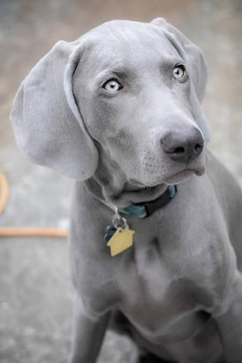 Веймаранер легавая