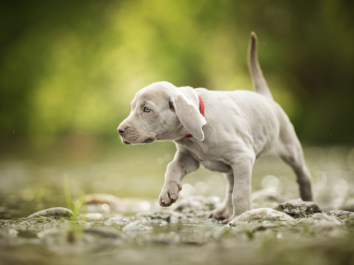 Выжла и Веймаранер Курцхаар