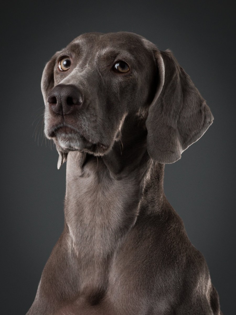 Веймаранер черный