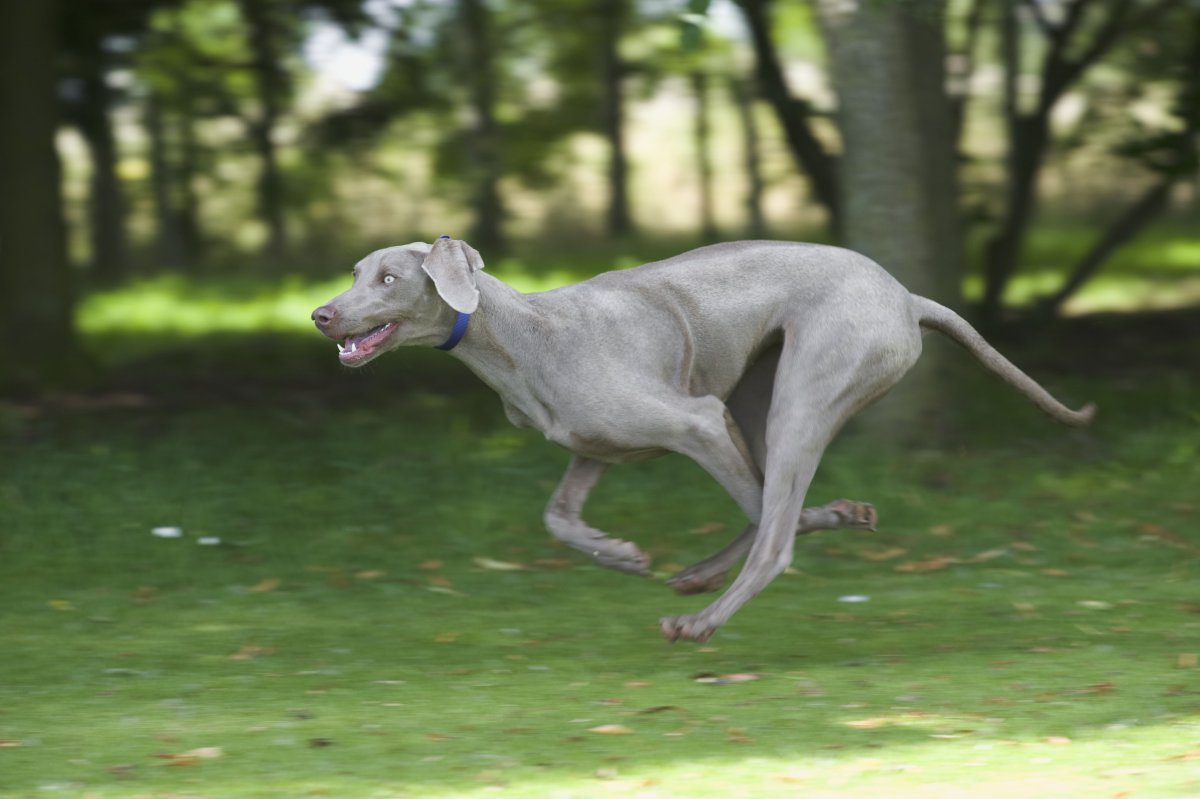 Веймаранер бегает