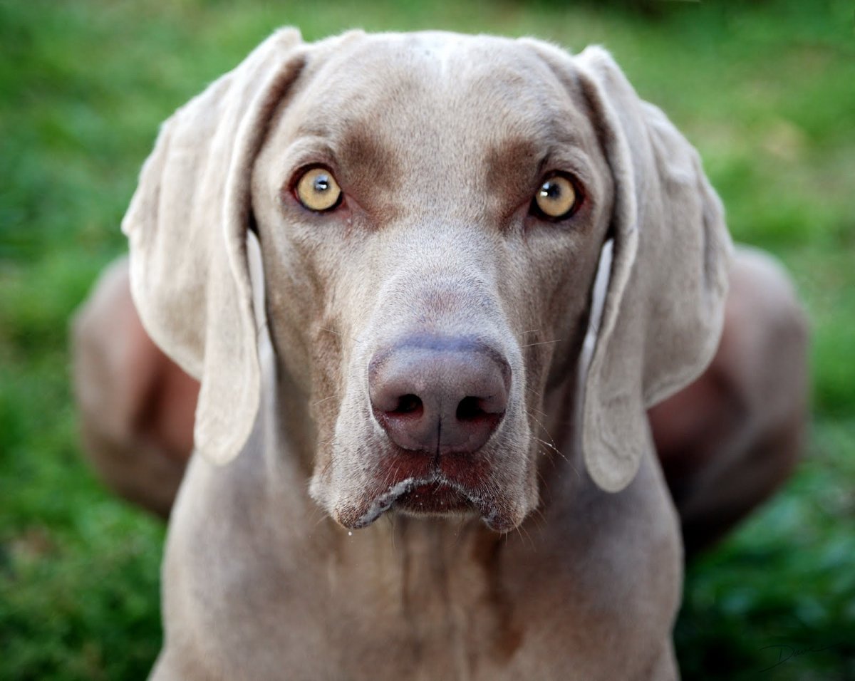 Веймаранер голубой