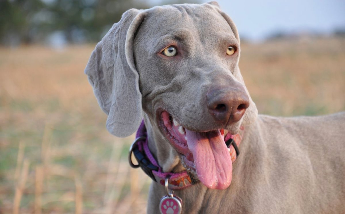 Веймаранер легавая