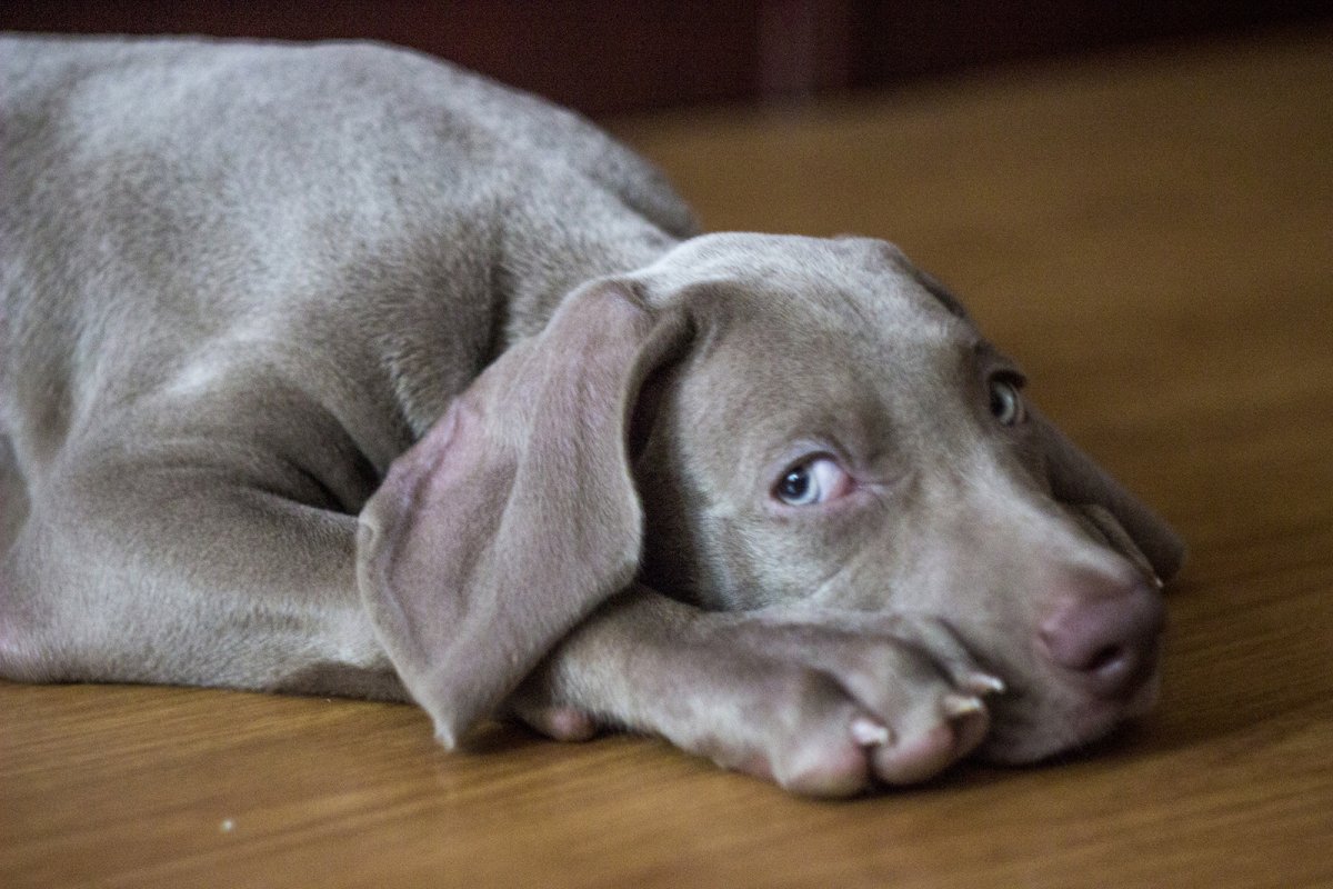 Веймаранер длинношерстный