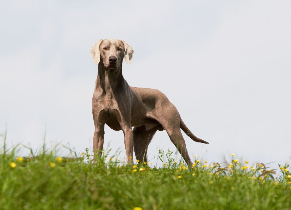 Порода собак Веймаранер