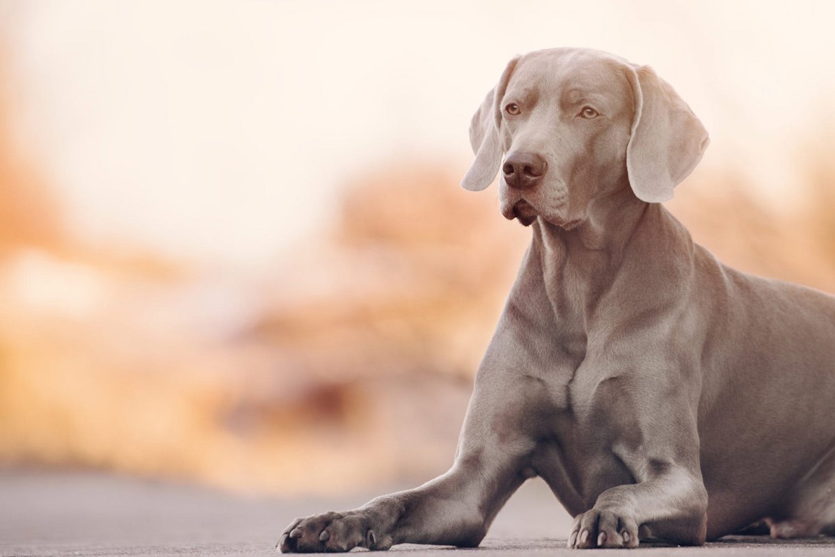 Гончая Веймаранер