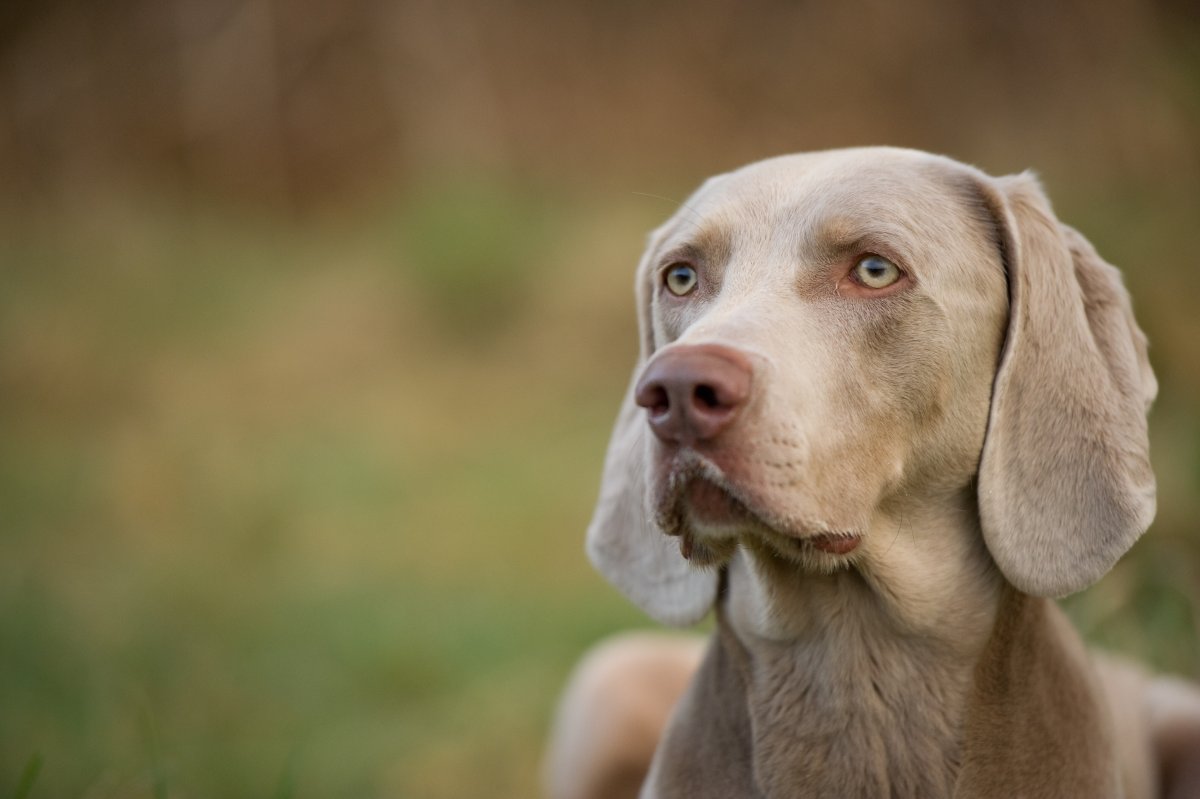 Веймаранер (Веймарская легавая)