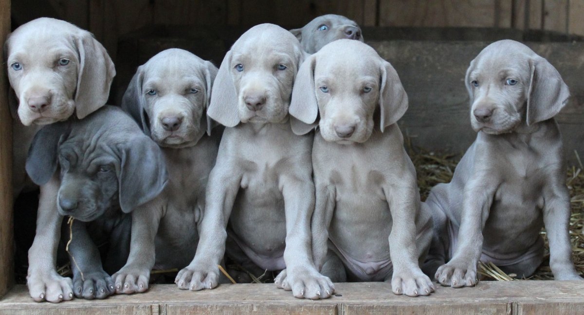 Гончая Веймаранер