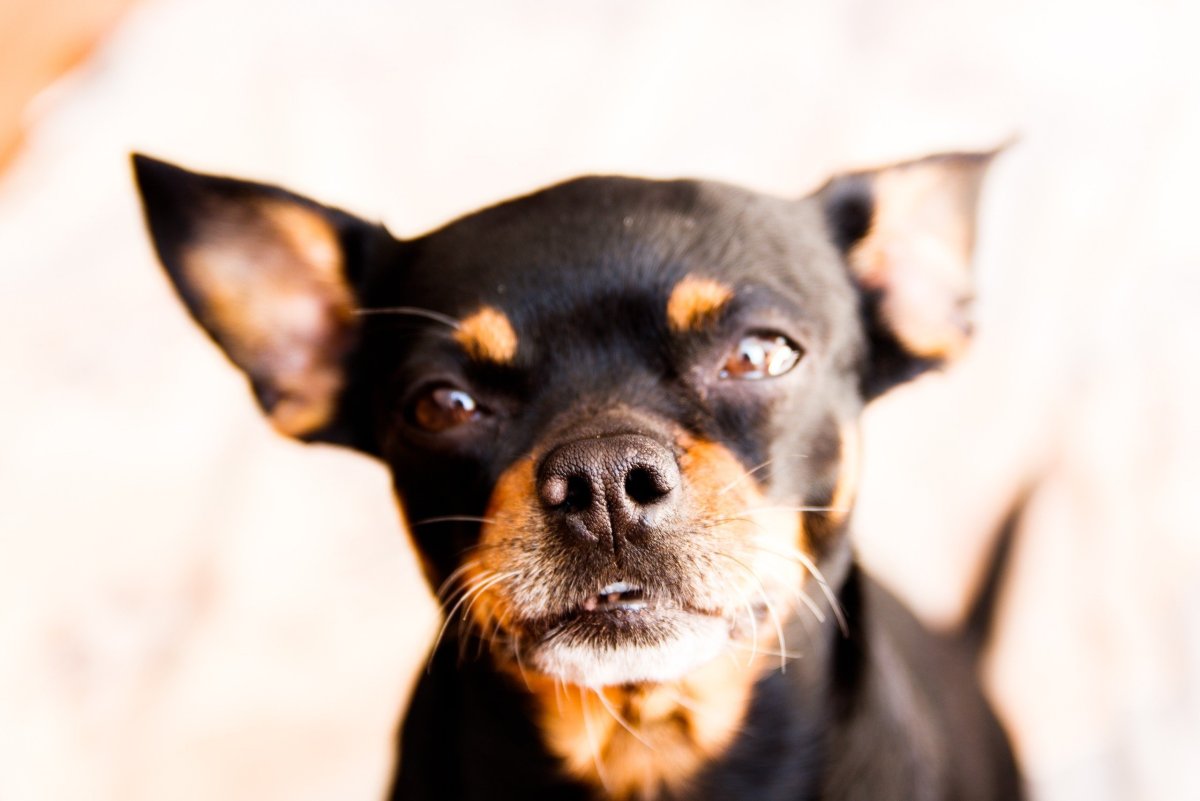 Рассел терьер