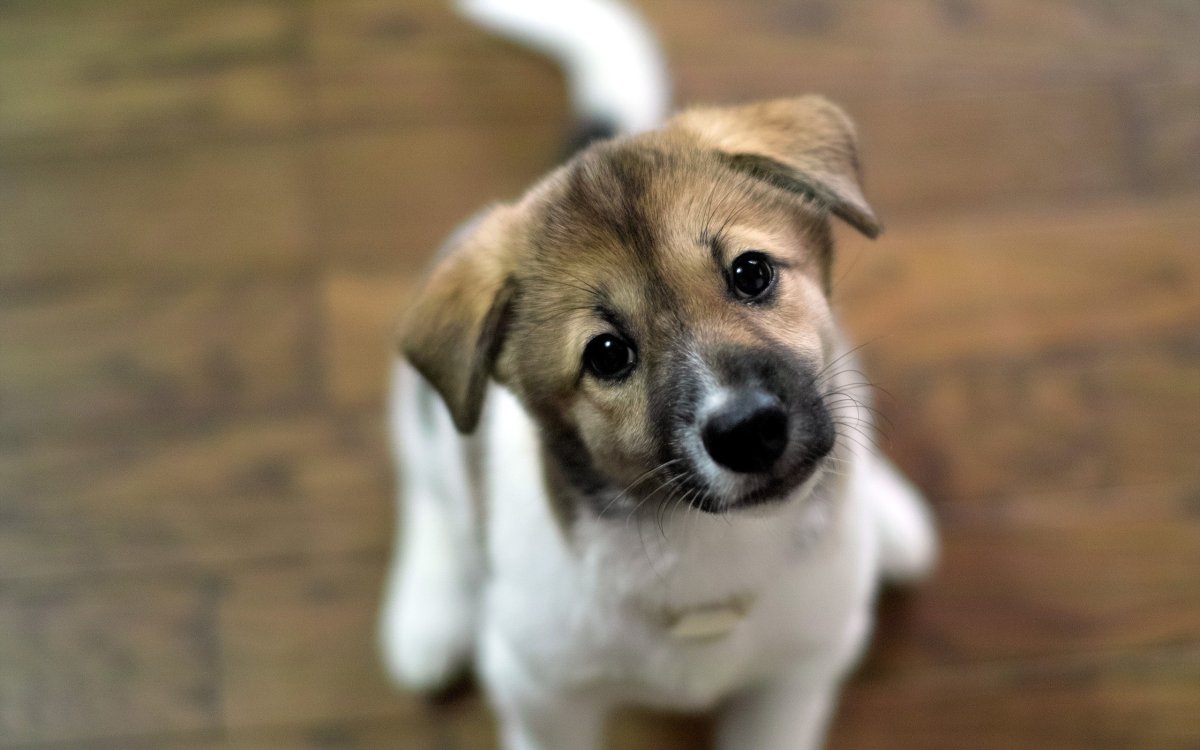 Щенки щенки чихуахуа