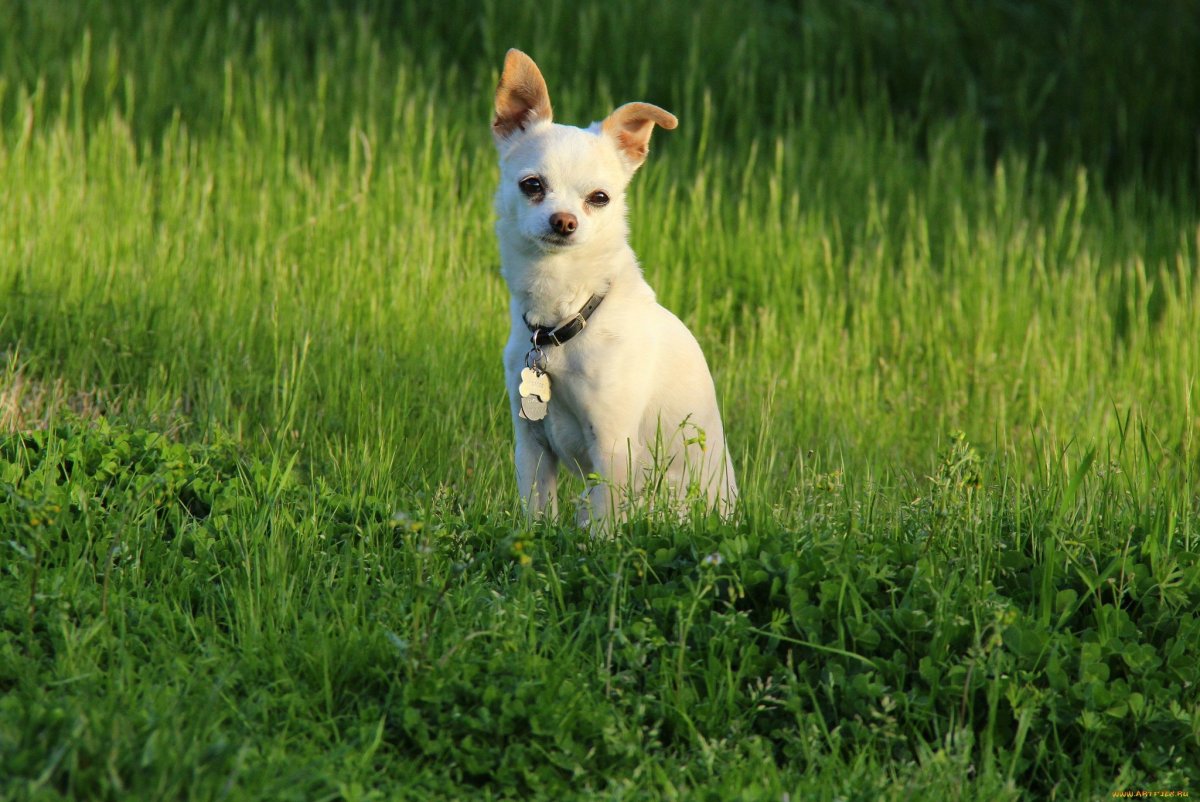 Чихуахуа в розовом