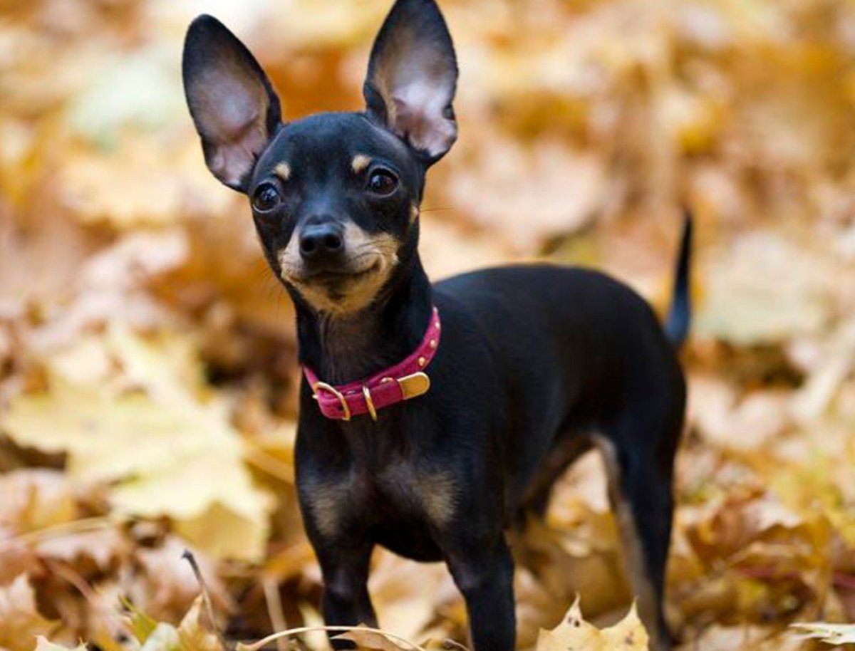 Картинки на рабочий стол собаки