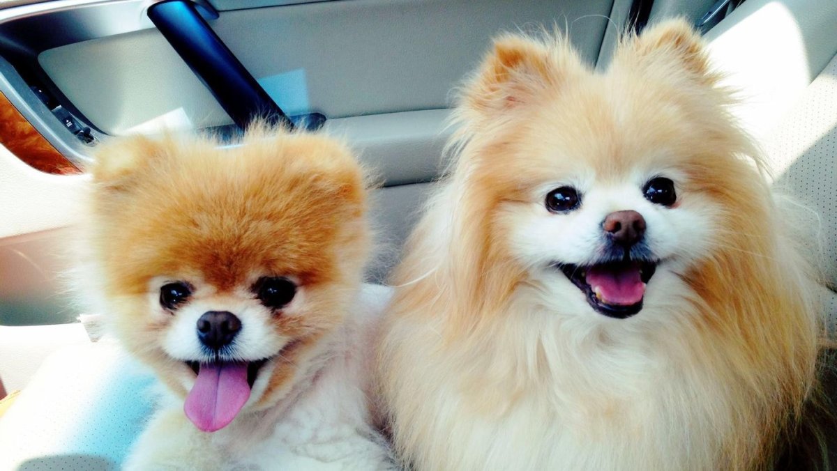 Щенки разные