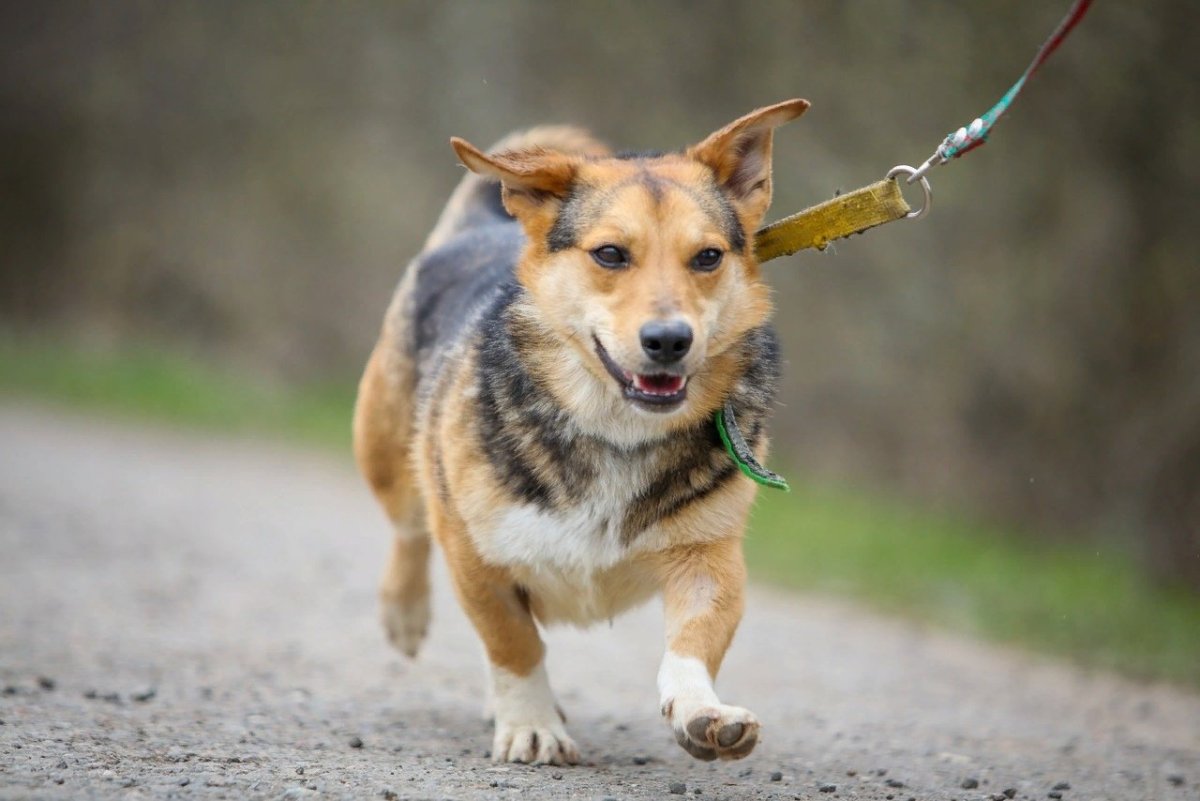 Пикуль собака