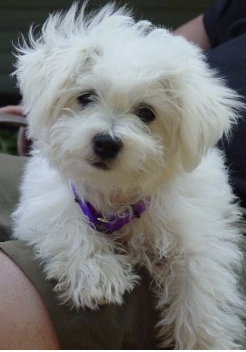 Собаки дворняги милые