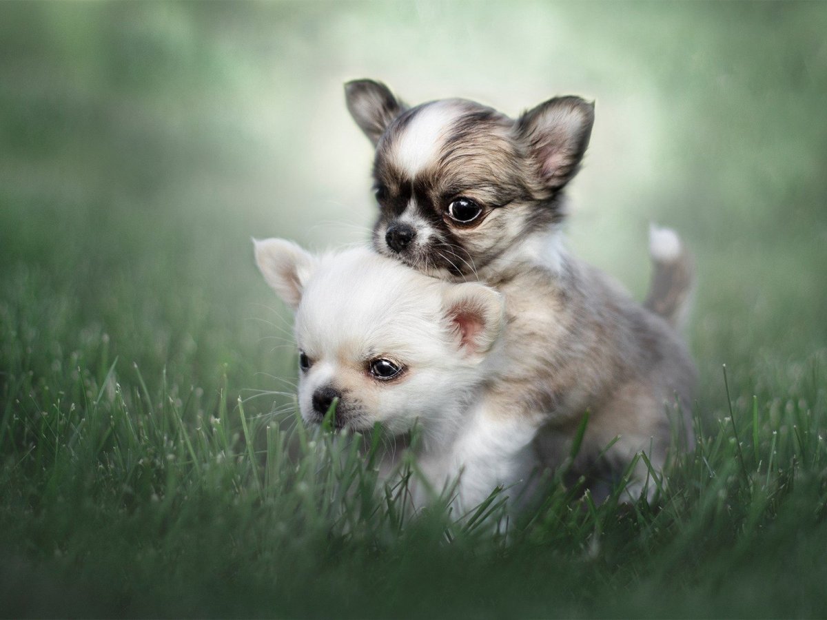 Питбуль фото щенки