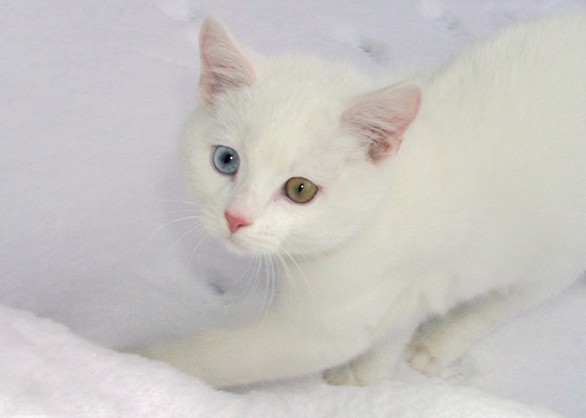 Порода кошек као мани