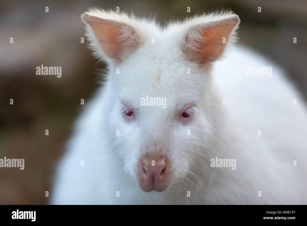Ангорская кошка альбинос