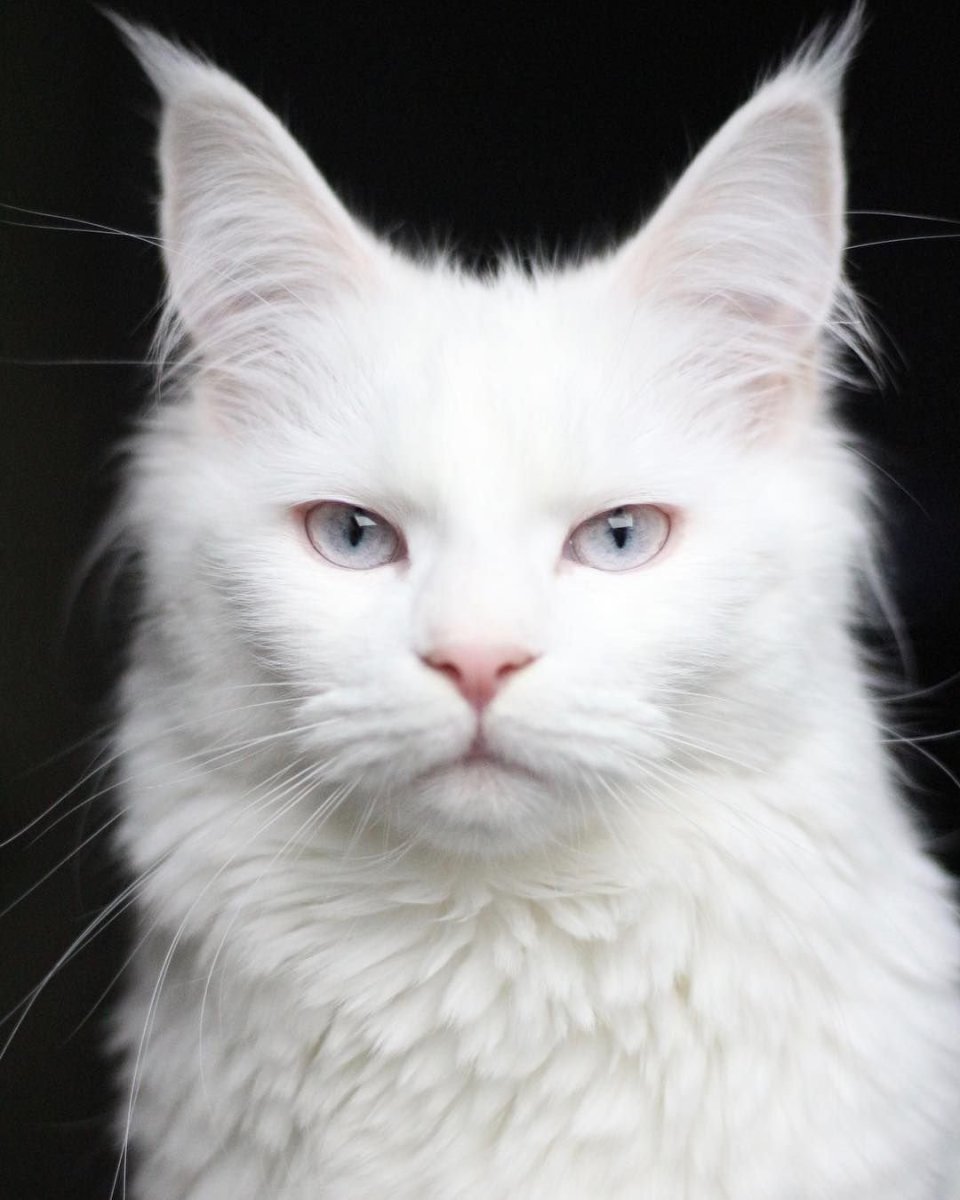 Порода кошек альбинос