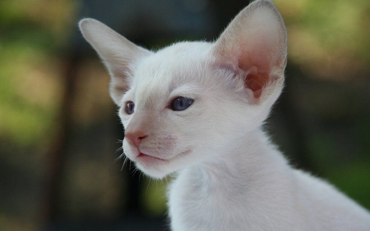 Глаза кота гетерохромия