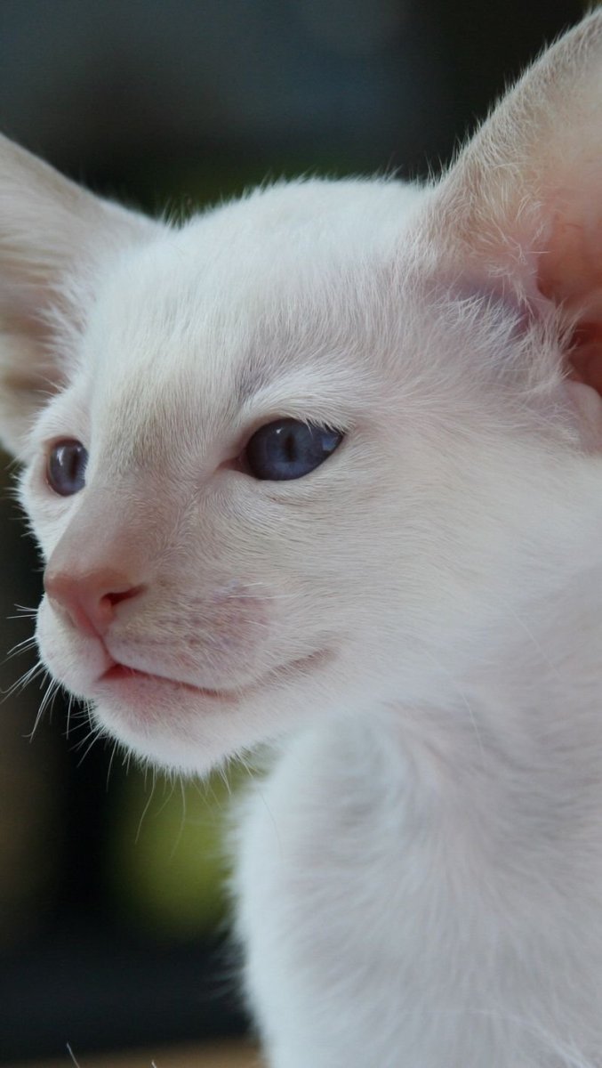 Рэгдолл гетерохромия