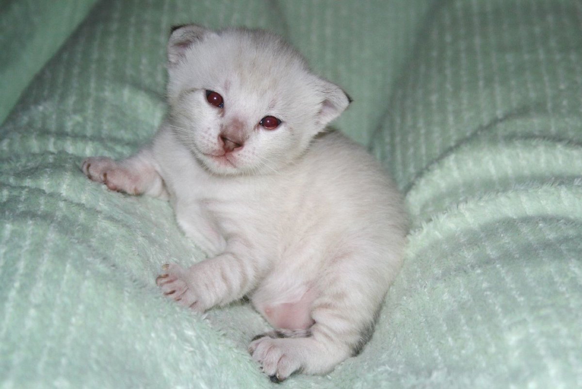 Кот альбинос