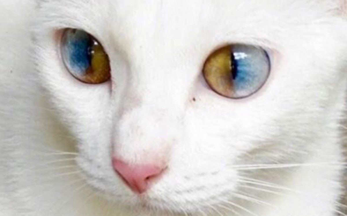 Ориентал альбинос котенок