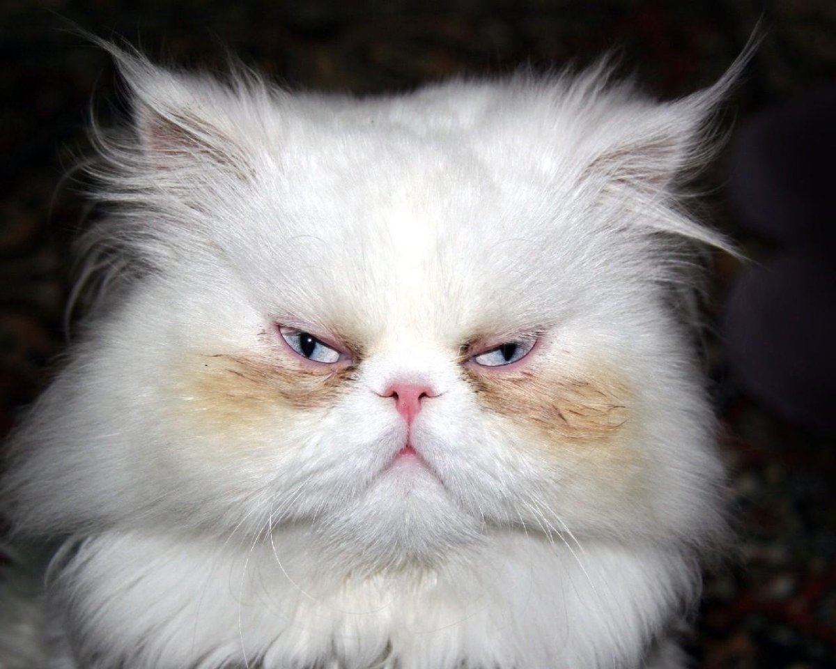 Турецкий альбинос