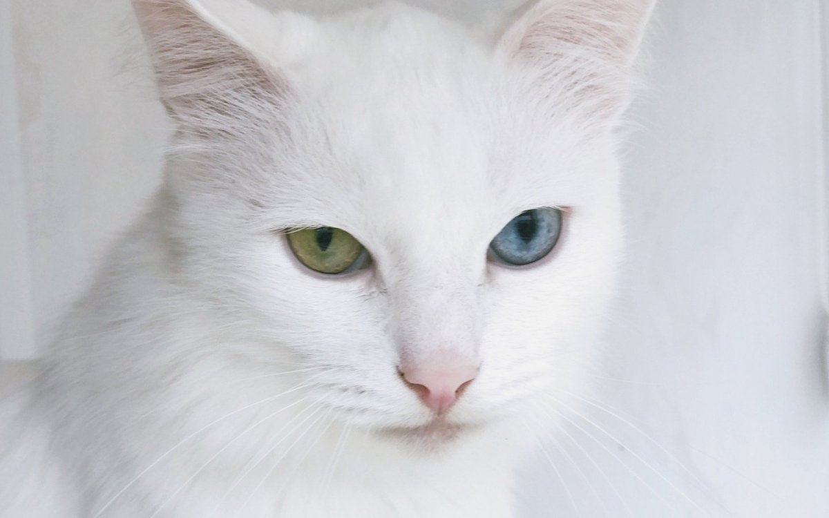 Сиамский кот альбинос