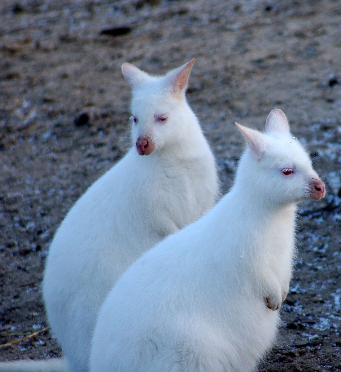 Кот альбинос фото