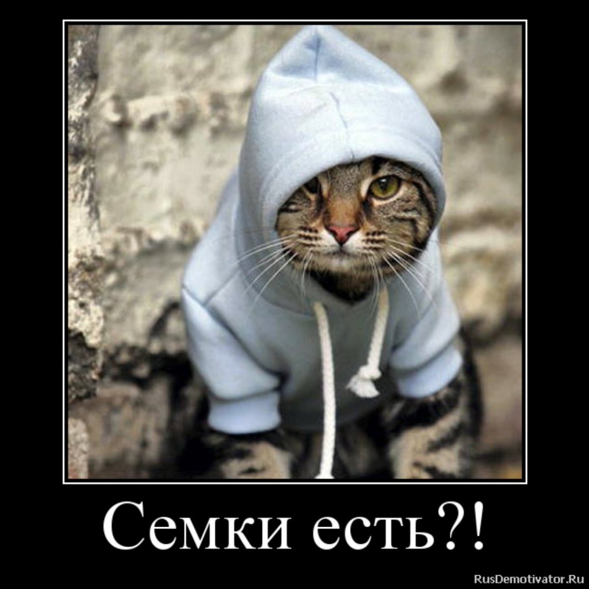 Кот семки есть