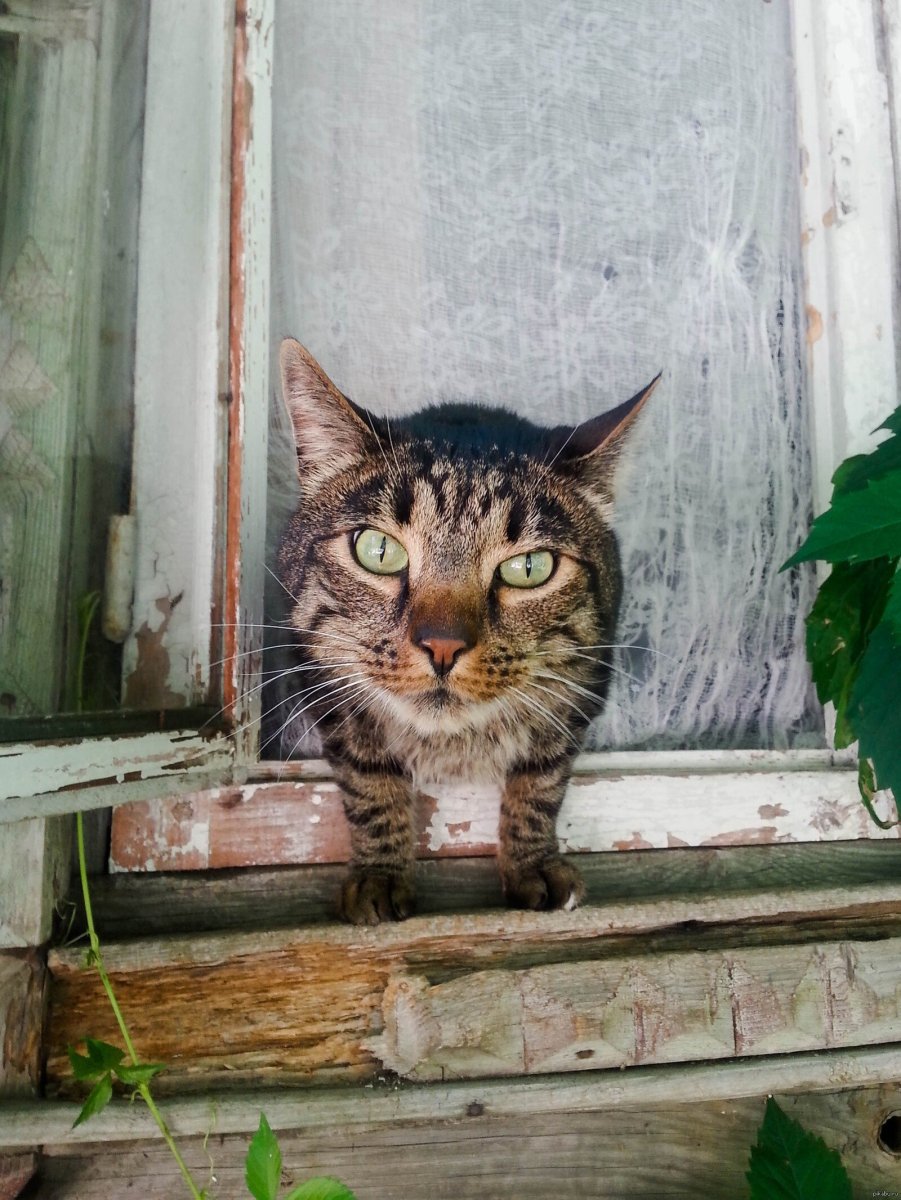 Ахмеров Эмиль