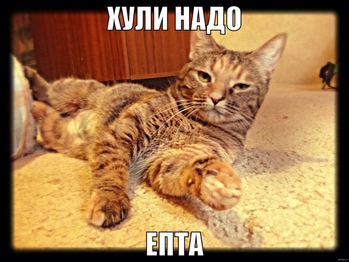 Джонни Кэтсвилл и собаки