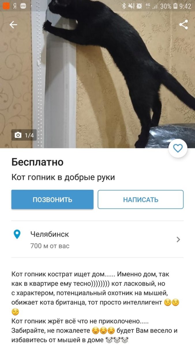 Коты гопники